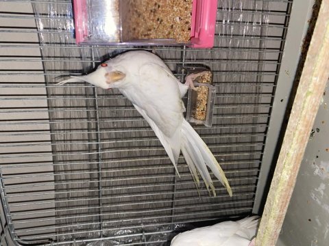 Albino sultan papağanı takım