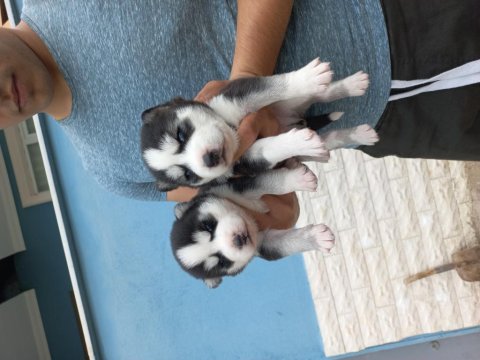 Safkan a kalite scr husky yavrular