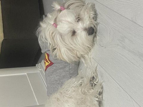 Sevgi delisi tuvalet eğitimi aşıları tam maltese