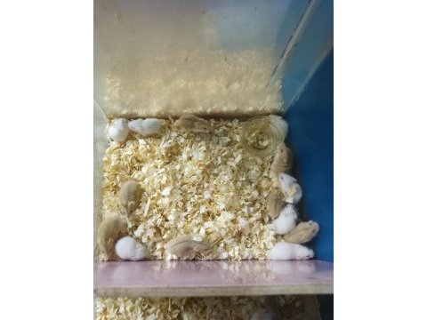 Toptan perakende gonzales hamster bebekler