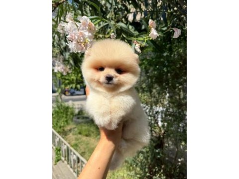 Orjinal güler yüzlü pomeranian yavrum