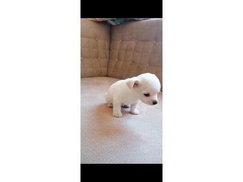 Mini boy kısa bacak şivava sağlık ve ırk garantilidir