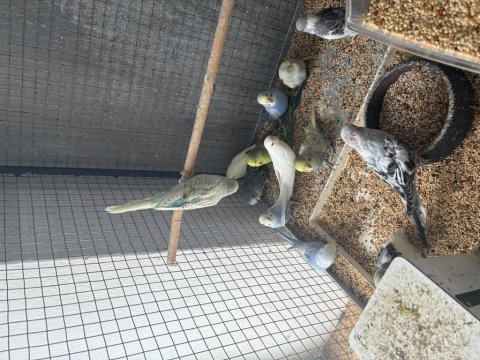 Bebek muhabbet kuşu