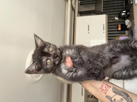 Silver yavru british longhair