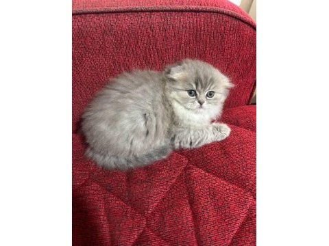 Mama karşılığı yavru scottish fold
