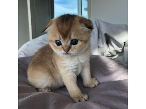 Scottish fold yavrularımız evinizin neşesi olacaktır