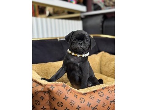 Siyah inci pug yavrularımız