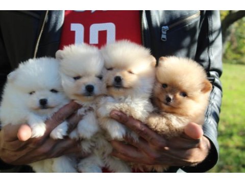 Pomeranian yavrular