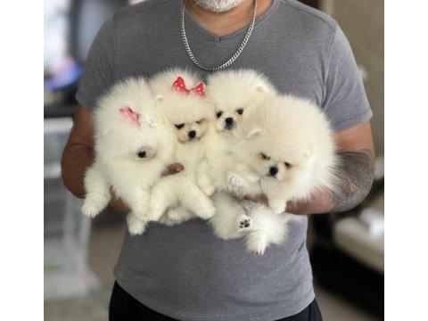 Pomeranian ayıcıklar 2 dişi ve 2 erkek