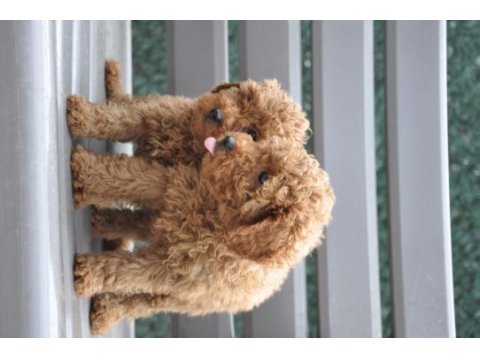 Dişi red brown toy poodle