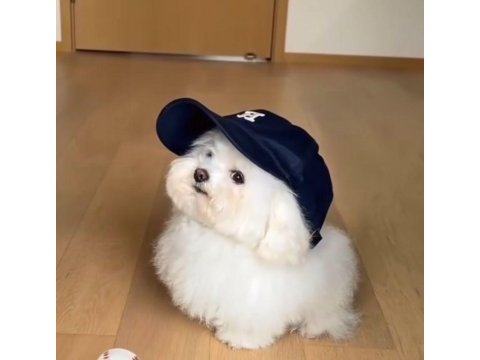 Maltese terrier sıfır numara teacup oyuncu yavrularım