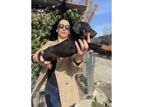 Doberman yavrularım sağlık ve ırk garantilidir