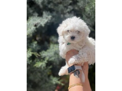 Irk garantili erkek güzeli köpeğimiz