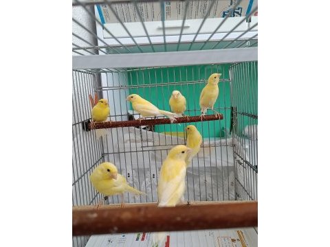 Manılua kanaryalar