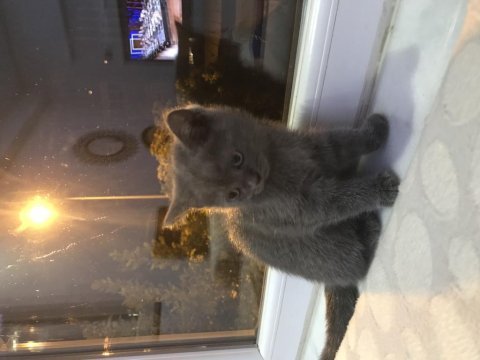 British shorthair blue point yavrularımız safkan