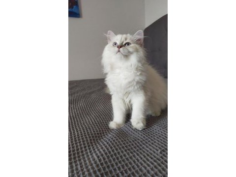 British longhair ve scottish straight kedilerim