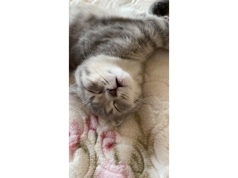 3 aylık erkek scottish fold