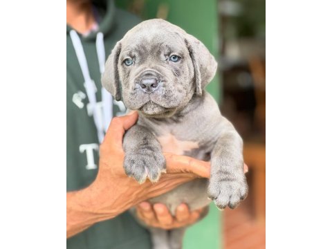 Blue cane corso yavruları