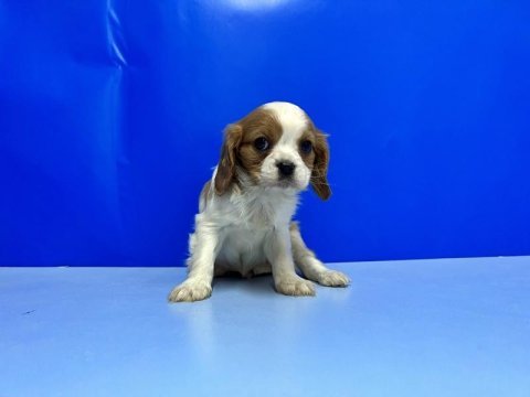 Cavalier king charles yavrusu