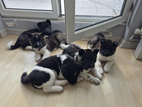 Amerikan akita yavru