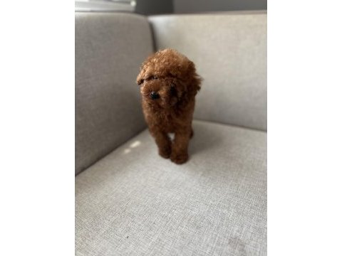 Kore kan toy poodle bebekler