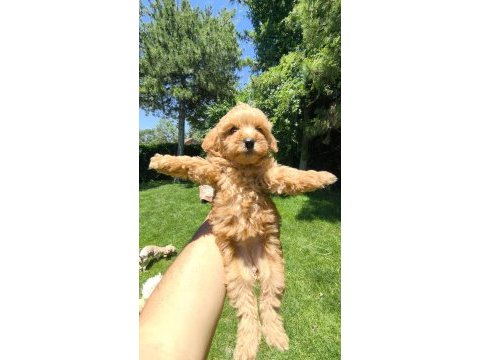 Maltipoo yavrular