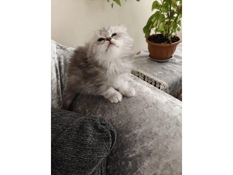 Scottish fold dişi