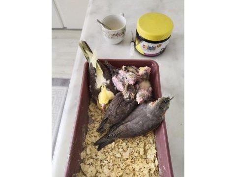 Eğitimli sultan papağanı yavruları