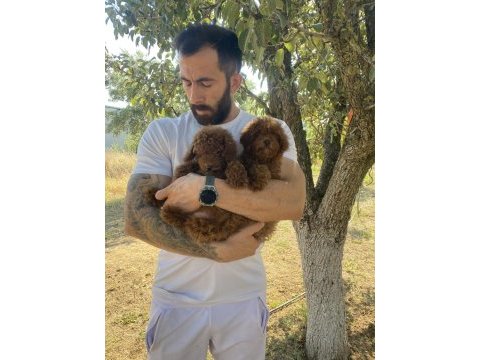 Kore dark brown toy poddle bebekler