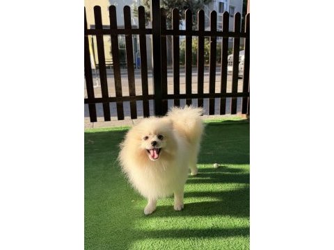 Yetışkın erkek pomeranian boo