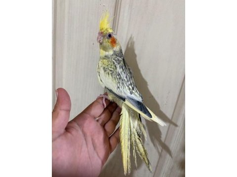 62 günlük kusursuz sultan papağanı bebek