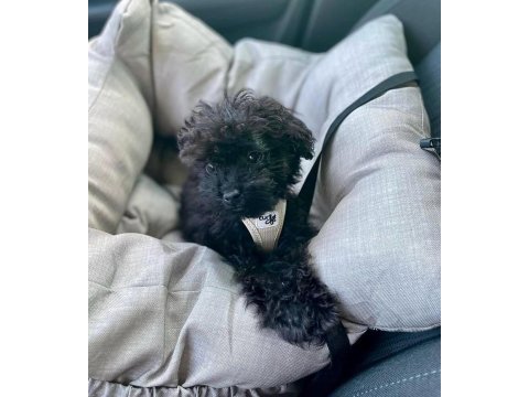 En küçük boy maltipoo yavrularımız