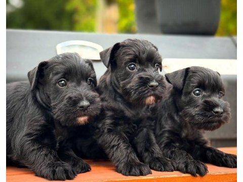 Fcı pedigreeli miniature schnauzer yavruları