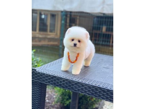 Pamuk şekeri pomeranian boo