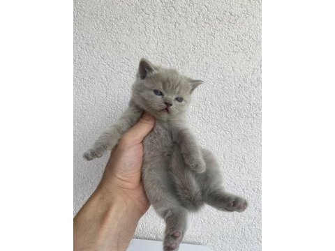 British shorthair kedisi