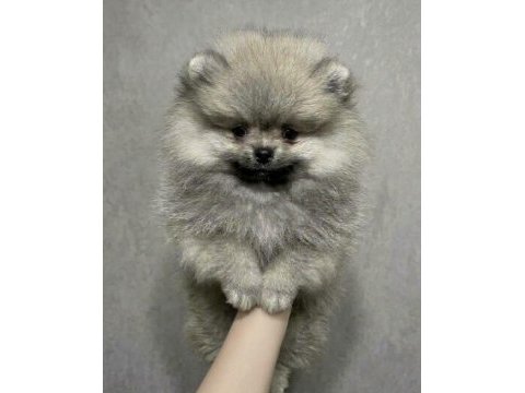 Pomeranian erkek