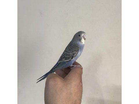 Bebek muhabbet kuşu yeni yeme düşmüş
