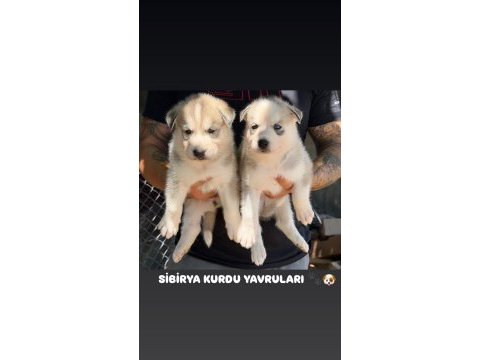 Maviş gözlü sibirya kurdu yavruları