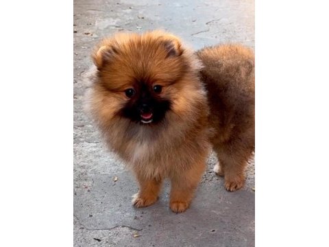 Minik pomeranian prenses