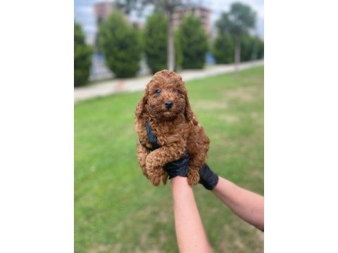 Kıvır kıvır orjinal poodle minişlerim