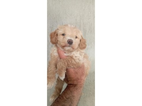 Maltipoo bebeklerimiz