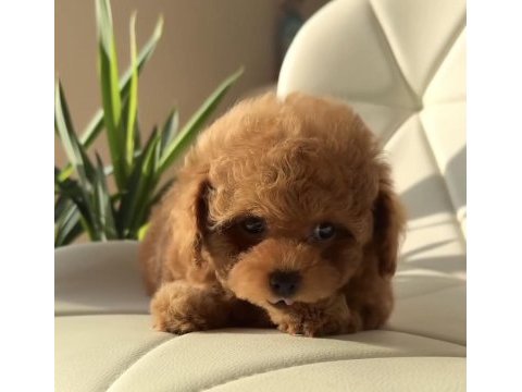 Özenle büyütülen toy poodle yavrular