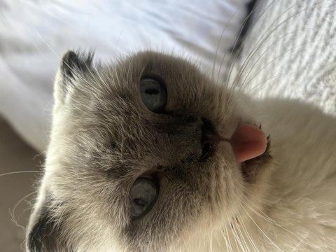 Ücretsiz 2 yaşında dişi scottish fold