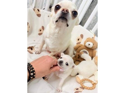 Chihuahua yavruları