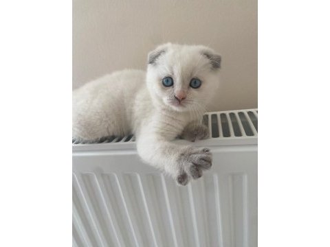 Yavru 2 aylık scottish fold