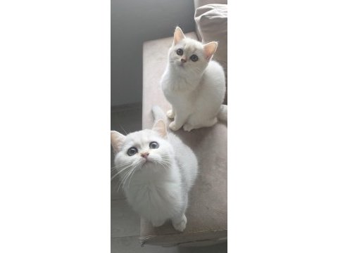 3 aylık british shorthair dişi yavrularım