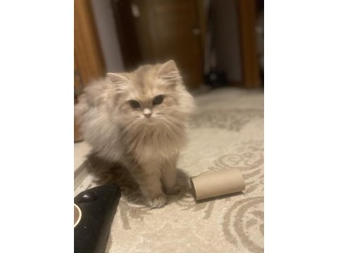 2 aylık erkek british longhair