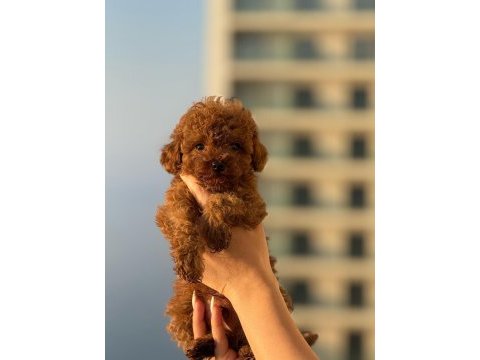 Poodle erkek dişi yavrularımız toy poodeller
