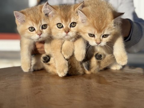 En güzel golden british shorthair yavrularımız