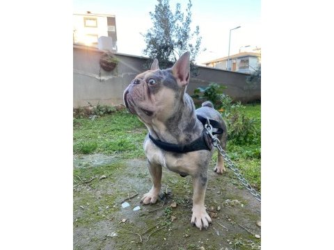 Egzotik french bulldog bebekler yeni yuvasını bekliyor